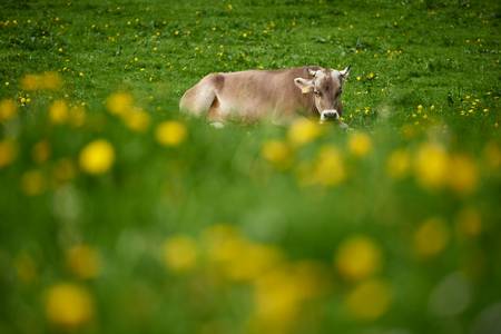 Kuh liegt auf einer Almwiese, im Vordergrund unscharfe gelbe Blumen 2016