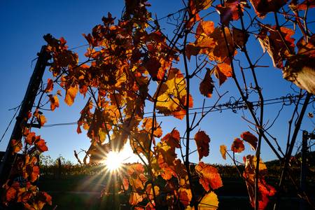 leuchtend rote Blätter am Weinstock 2023