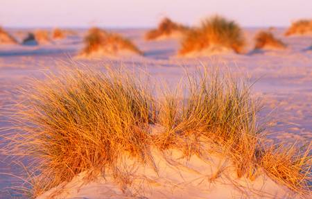 Leuchtendes Dünengras im Morgenlicht am Strand 2010