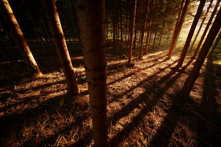 Romantischer Wald mit goldenem Streiflicht im Herbst 2015