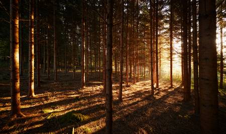 Romantischer Wald mit Streiflicht im Herbst 2015
