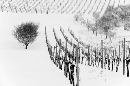 Weingarten im Winter 2013