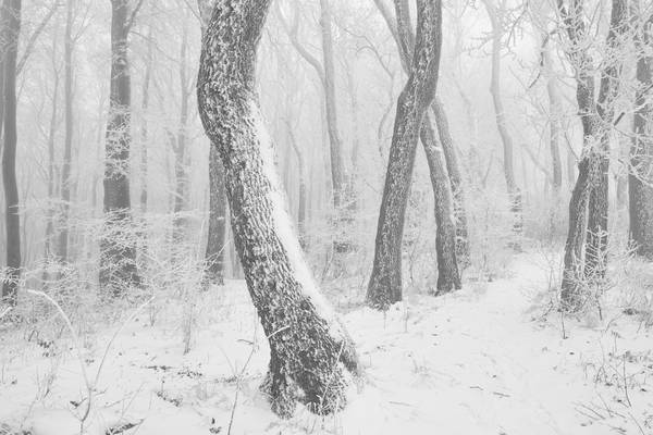 Weg durch den romantisch verschneiten, gefrorenen Wienerwald von Robert Kalb
