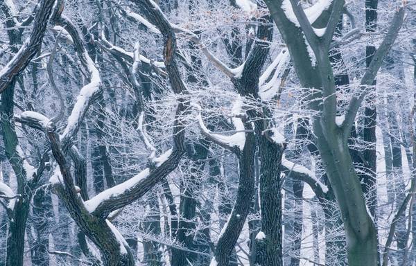 Wienerwald im Winter von Robert Kalb