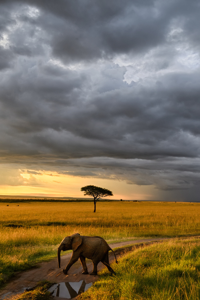Sonnenuntergang in der Masai Mara von Roberto Marchegiani