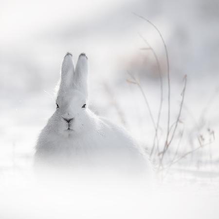 Wildes arktisches Kaninchen