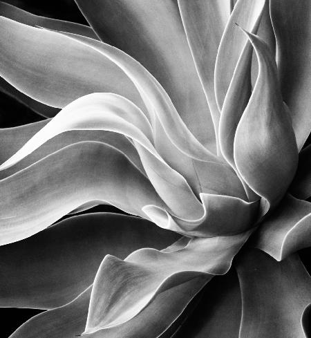 Agave Abstract,Sommer 2022