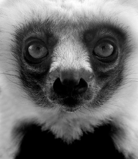 Porträt eines jungen Lemuren.