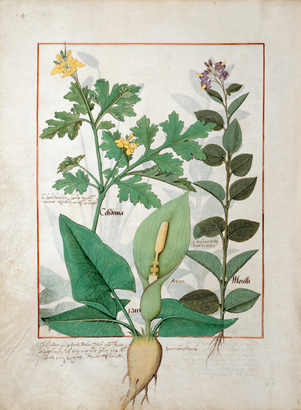 Ms Fr. Fv VI #1 fol.113v Greater Celandine or Poppy, Solanum or Nightshade, and Aron von Robinet Testard