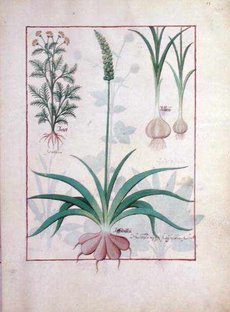 Ms Fr. Fv VI #1 fol.119r Garlic and other plants von Robinet Testard