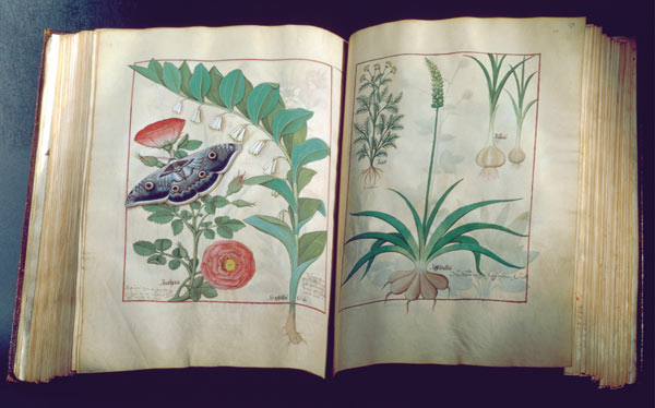 Ms Fr. Fv VI #1 Two pages depicting Rose and Garlic von Robinet Testard