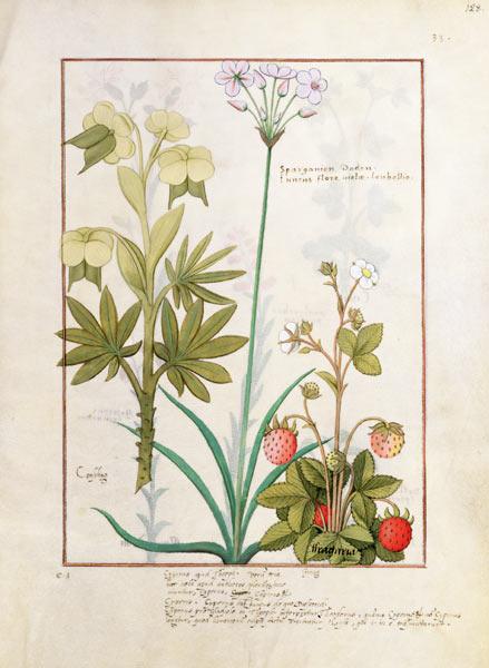 Ms Fr. Fv VI #1 fol.128r Consiligo, Burreed and Strawberry, illustration from 'The Book of Simple Me c.1470