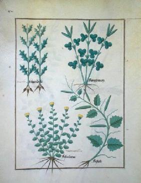 Ms Fr. Fv VI #1 f.132v Top row: Filipendula. Bottom row: Fistularia and Faseolus, illustration from c.1470