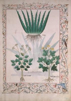 Ms Fr. Fv VI #1 fol.112 Aloe and Apio illustration from 'The Book of Simple Medicines'  c.1470