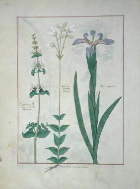 Ms Fr. Fv VI #1 fol.115v Lamium Album or White Dead Nettle, Melandryon, and Iris Minor c.1470
