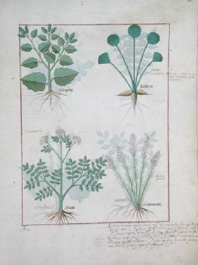 Ms Fr. Fv VI #1 fol.123r Top row: Salt Bush and Anthora. Bottom row: Absinthium and Cardamom c.1470