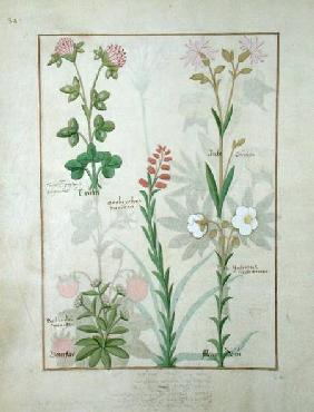 Ms Fr. Fv VI #1 fol.128v Top row: Red clover and Aube. Bottom row: Bellidis species, Onobrychis and c.1470