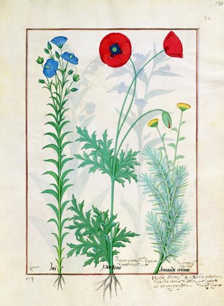 Ms Fr. Fv VI #1 fol.130r Linum, Garden poppies and Abrotanum, illustration from 'The Book of Simple c.1470
