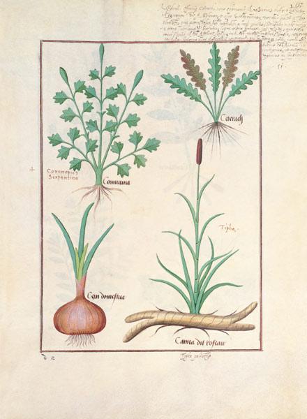 Illustration from 'ThedBook of Simple Medicines' by Mattheaus Platearius (d.c.1161) c.1470