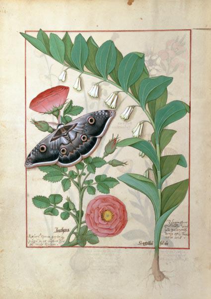 Rose and Polygonatum (Solomon's Seal) illustration from 'The Book of Simple Medicines' by Mattheaus c.1470
