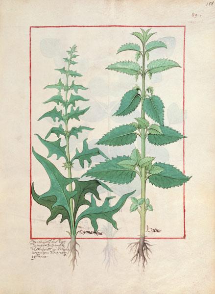 Urticaceae (Nettle Family) Illustration from the 'Book of Simple Medicines' by Mattheaus Platearius c.1470