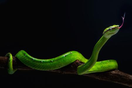 Borneo-Viper