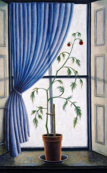Plant in Window von Ruth  Addinall
