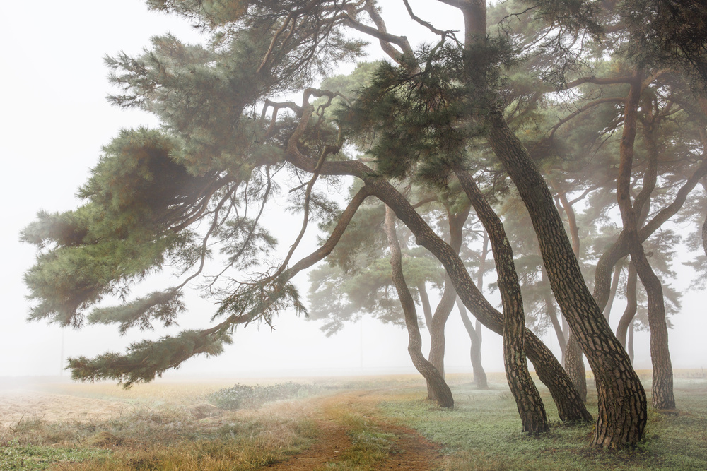 Kiefernhain im Nebel-2 von Ryu Shin Woo