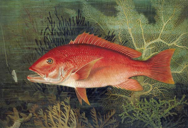 Red Snapper, from 'Game Fishes of the United States', published 1878 (chromolitho) von S.A. Kilbourne