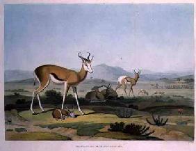 The Spring-Bok or Leaping Antelope, plate 18 from 'African Scenery and Animals', engraved by the art 1805 oured