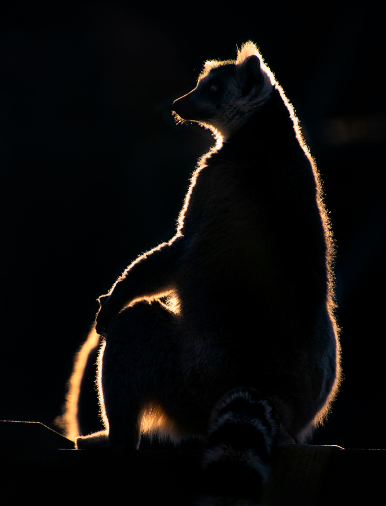 Lemur bei Sonnenuntergang von Santiago Pascual Buye