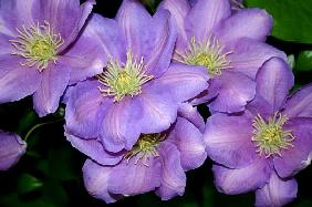 The Clematis Gang (colour photo) 
