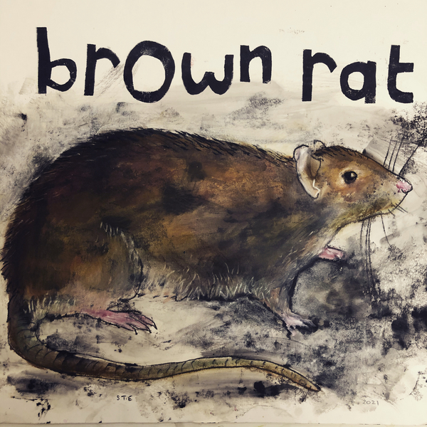 Brown rat von Sarah Thompson-Engels