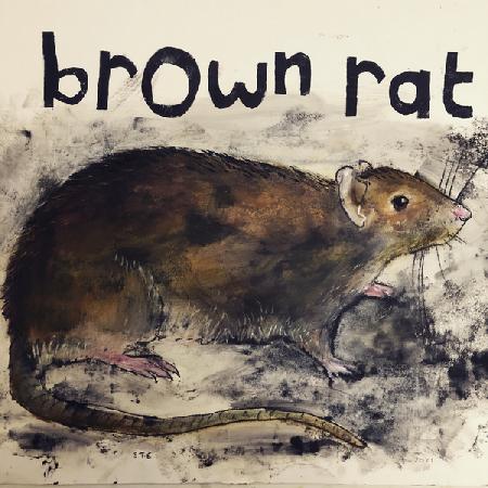 Brown rat 2021