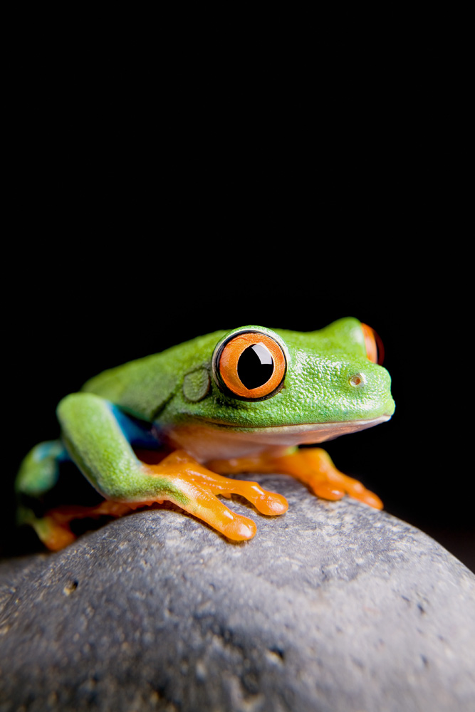 frog on a rock isolated von Sascha Burkard