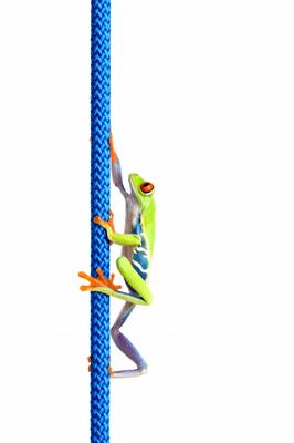 frog climbing up rope isolated on white von Sascha Burkard