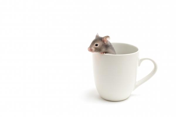 hamster in coffee cup on white von Sascha Burkard