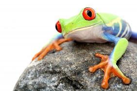 frog on a rock isolated