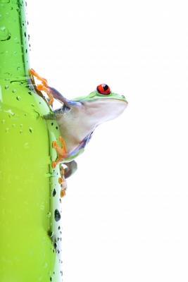 frog on glass isolated white