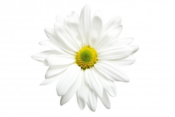 White daisy isolated on white von Sascha Burkard