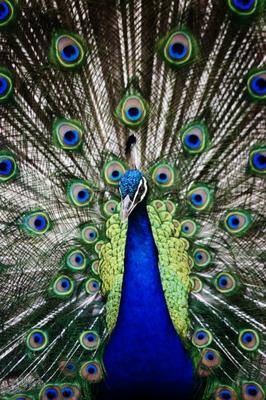 Peacock von Scott Griessel