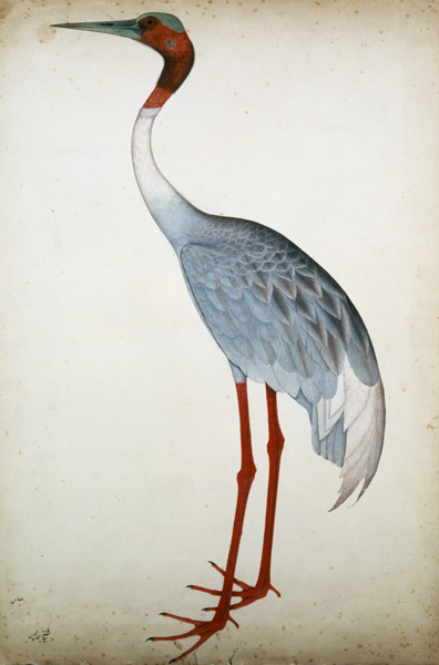 Sarus Crane, painted for Lady Impey at Calcutta von Shaikh Zain ud-Din