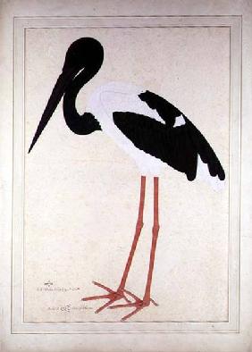 Blacknecked Stork, Xenorhynchus Asiaticus, painted for Lady Impey at Calcutta 1781