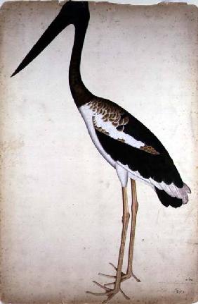 Blacknecked Stork, Xenorhynchus Asiaticus, painted for Lady Impey at Calcutta c.1780