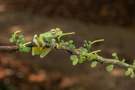 Ein Costa-Rica-Frosch