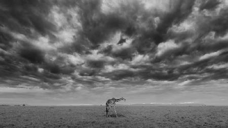 Früher Morgen im Masai Mara Nationalreservat