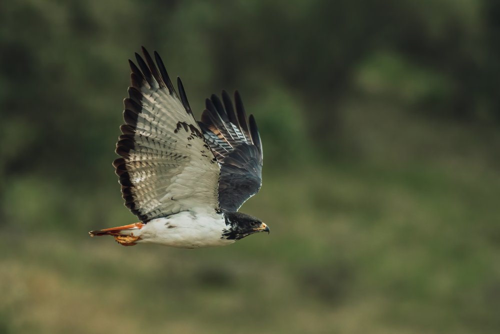 Augurbussard von Sherif Abdallah