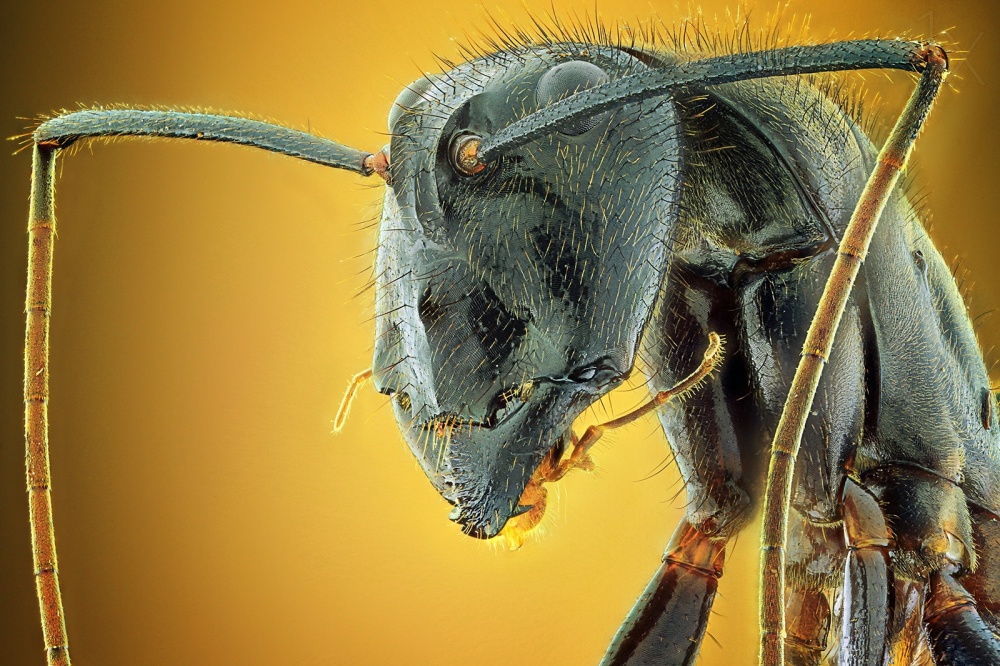 Camponotus Gigas von Shikhei Goh