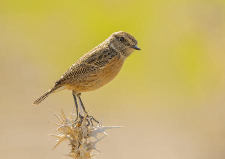 Braunkehlchen