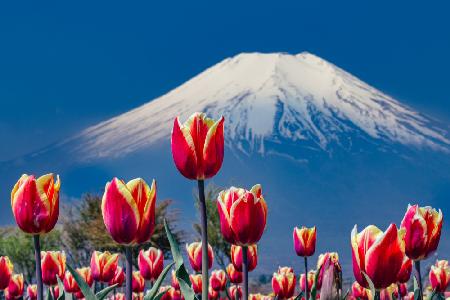 Tulpen und der Berg Fuji